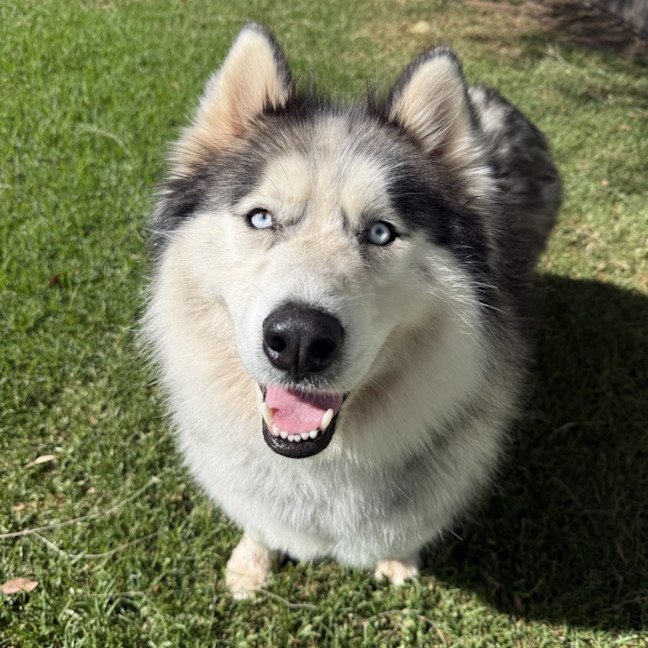 Photo of Iko
