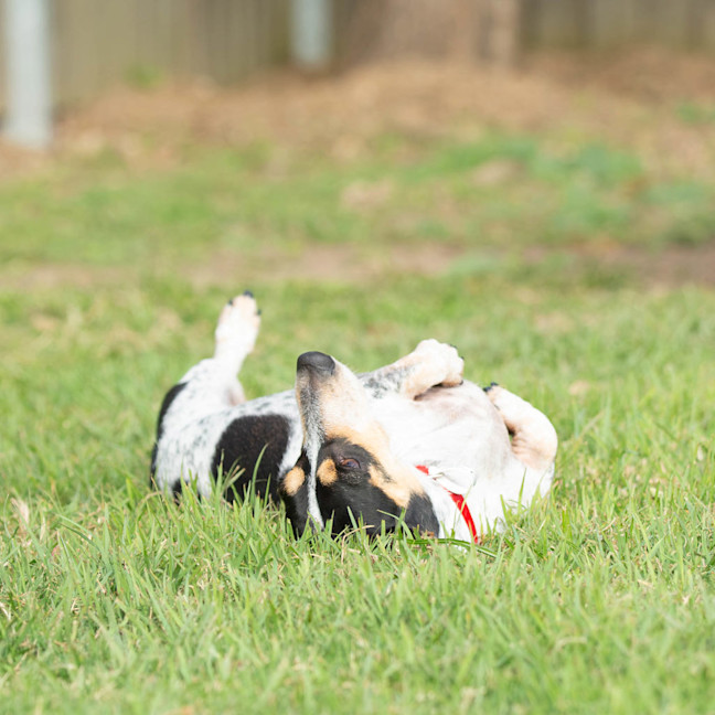 Photo of Pretzel