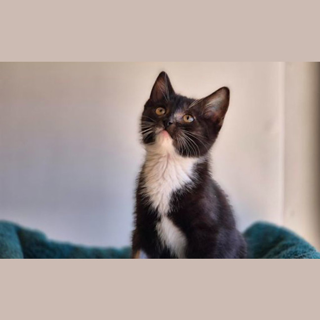 Photo of Olive