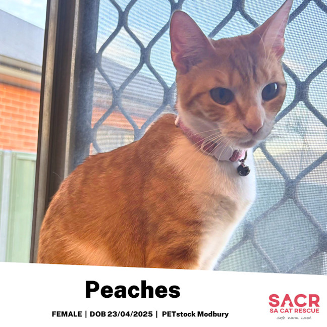 Photo of Peaches