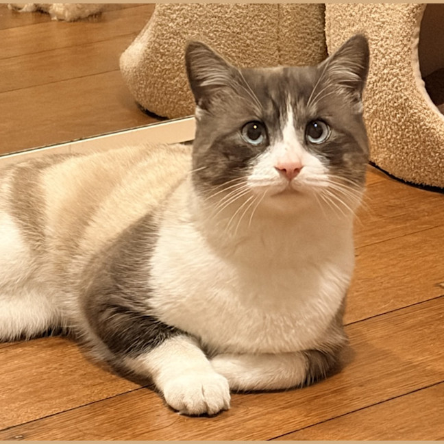 Photo of Koko