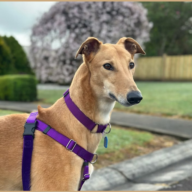 Photo of Kip