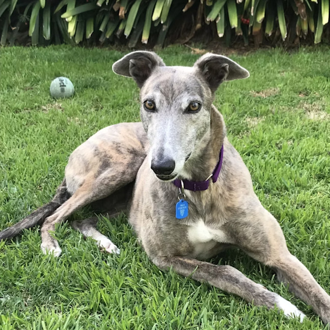 Photo of Peanut