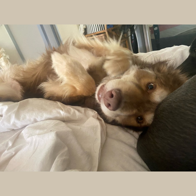 Photo of Simba