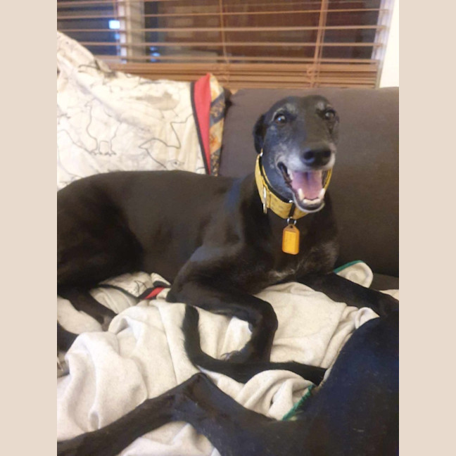 Photo of Yoko, The Greyhound