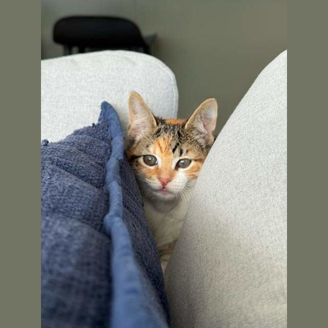 Photo of Vixen