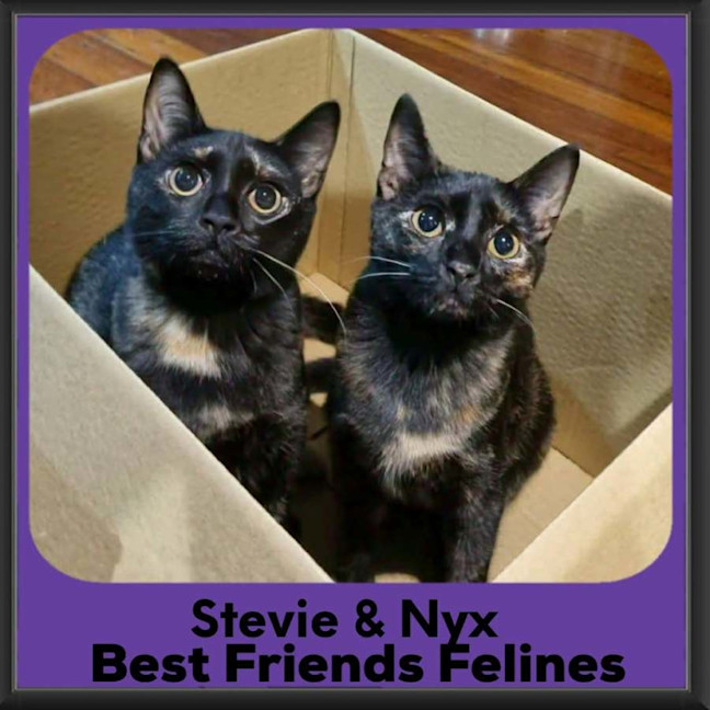 Photo of Stevie & Nyx