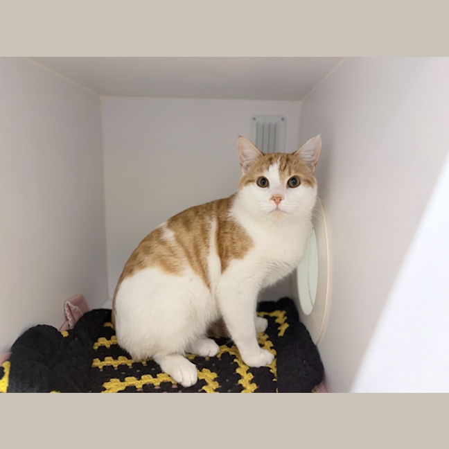 Photo of Cat