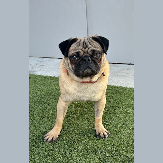 Photo of Angus