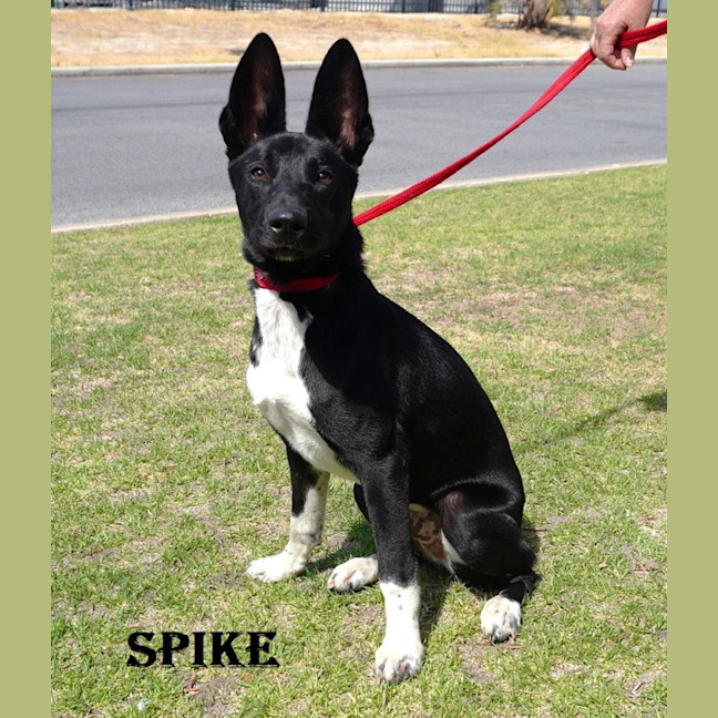 Photo of Spike