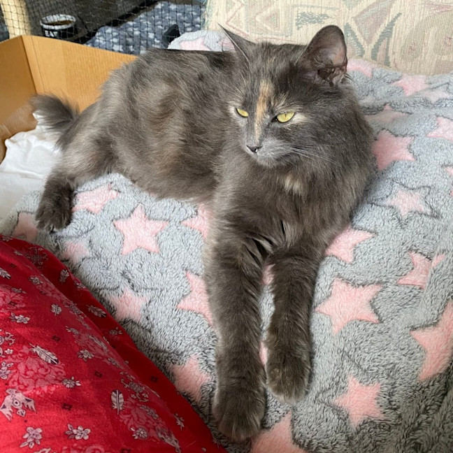 Photo of Purrdee