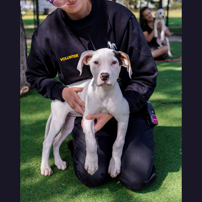 Photo of Pippin