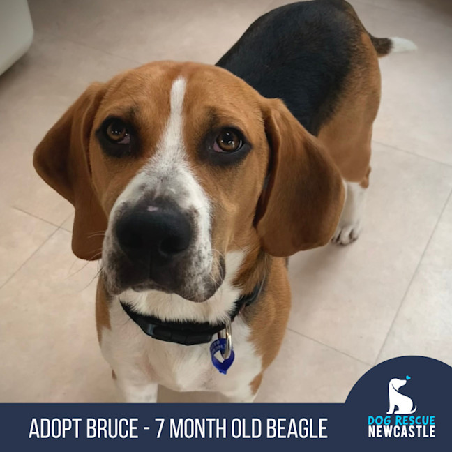 Photo of Bruce   7 Month Old Beagle (Trial)