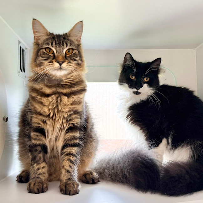 Photo of Bonnie & Clyde