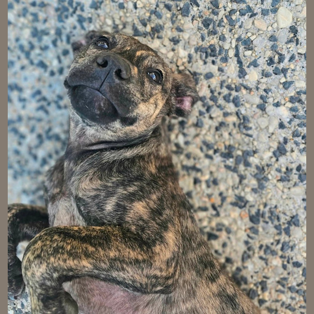 Photo of Siren