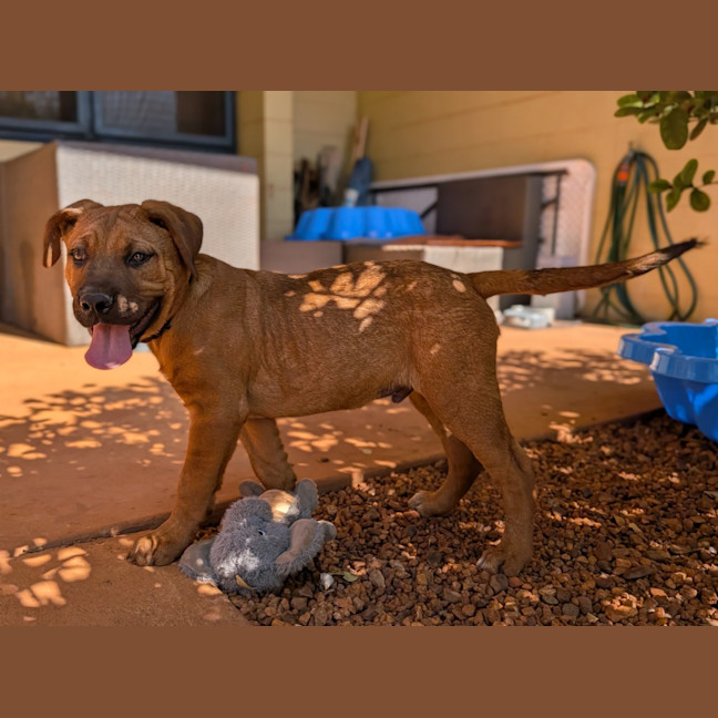Photo of Ranger