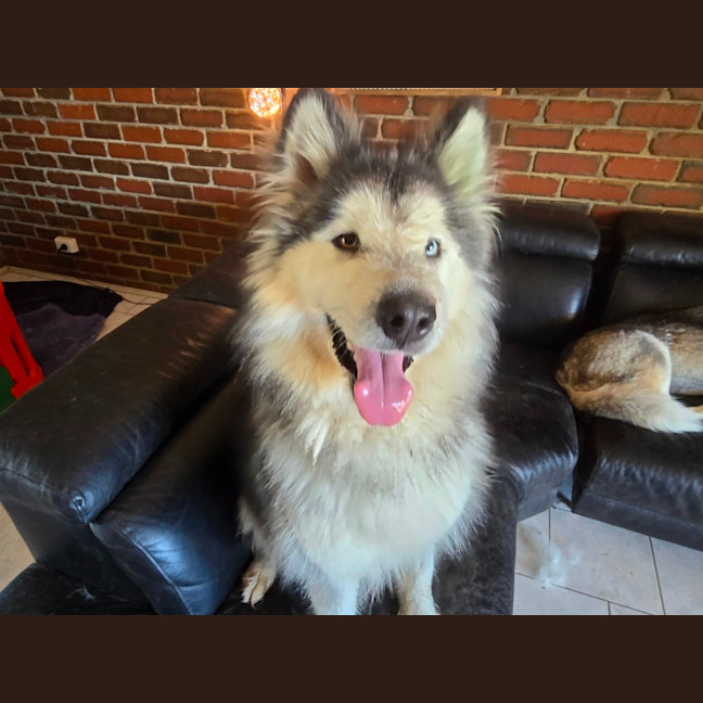 Photo of Maple Bacon