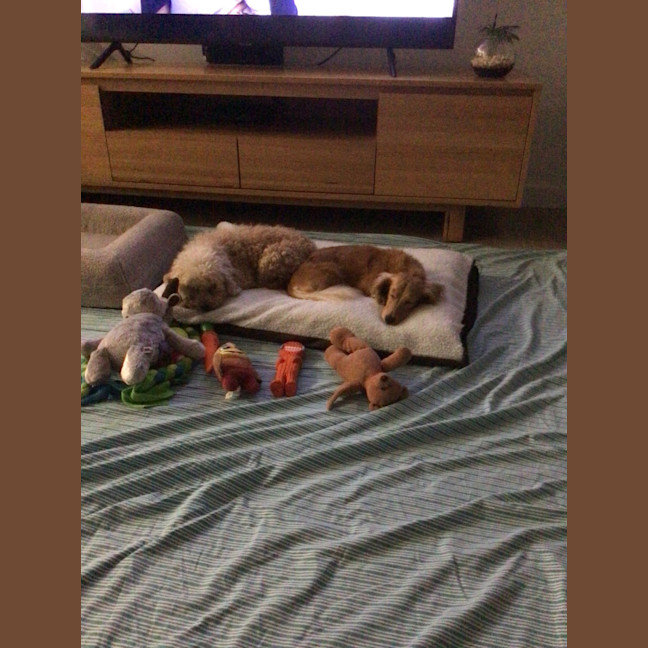 Photo of Sweet Little Rosie 