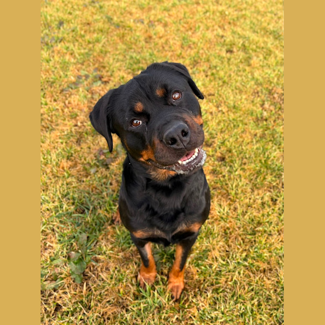 Photo of Harlow