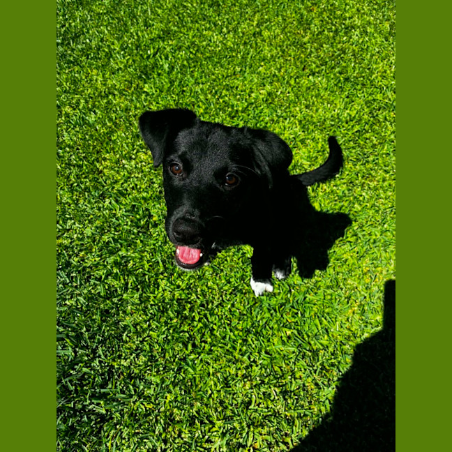 Photo of Jemima   5 Month Old Border Collie X