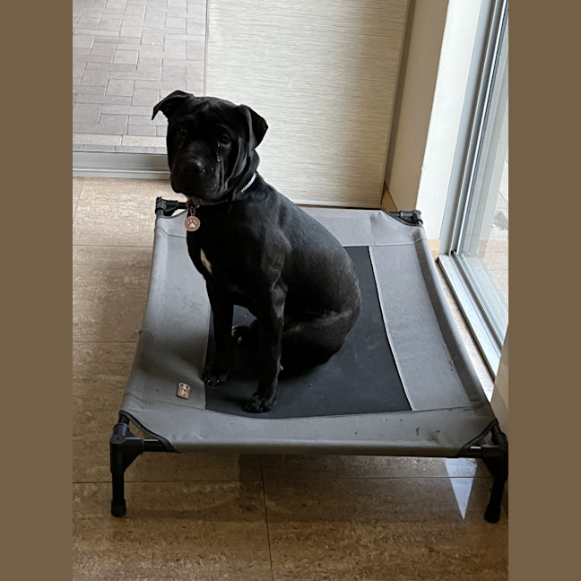 Photo of Sox (Nexie)