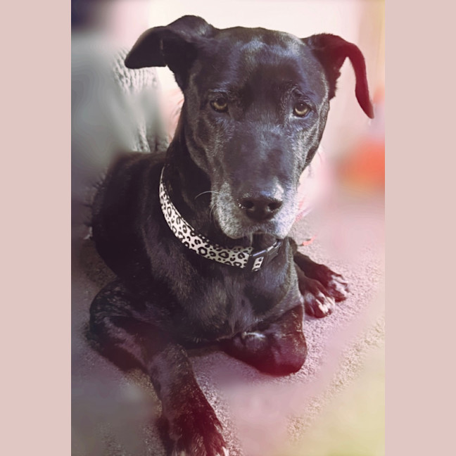 Photo of Lola