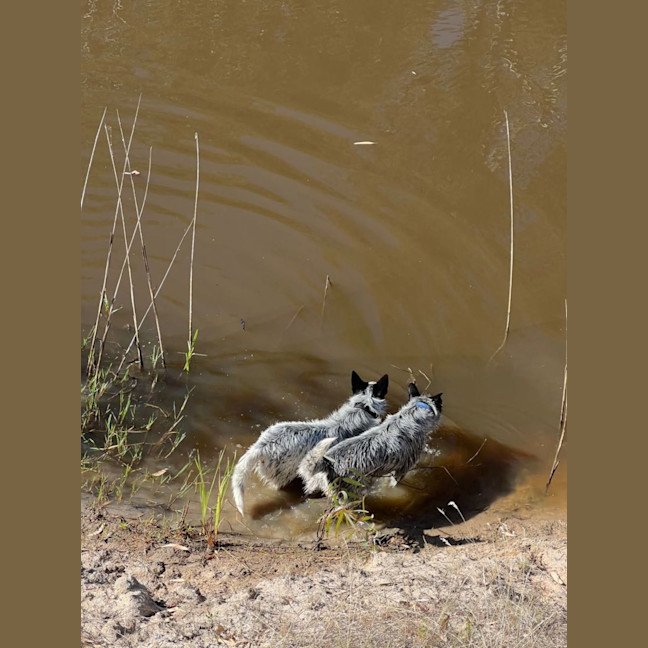 Photo of Benji And Stitch