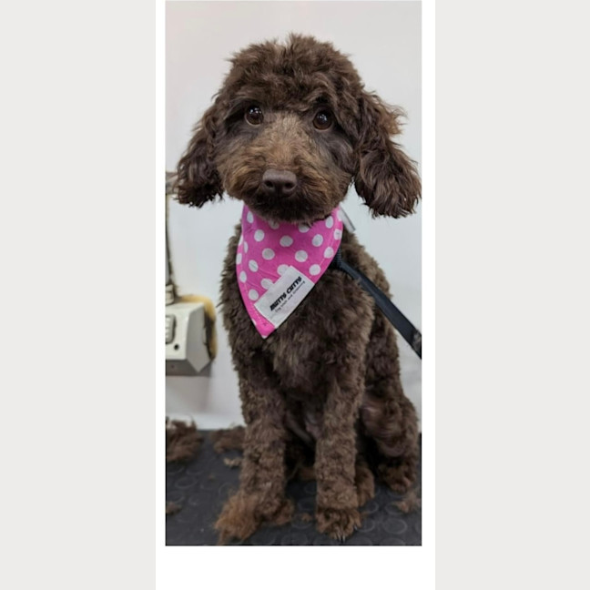 Photo of Willow 