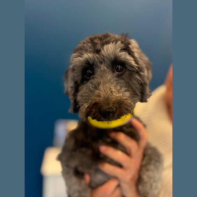 Photo of Nora   14 Month Old Dachshund X Poodle