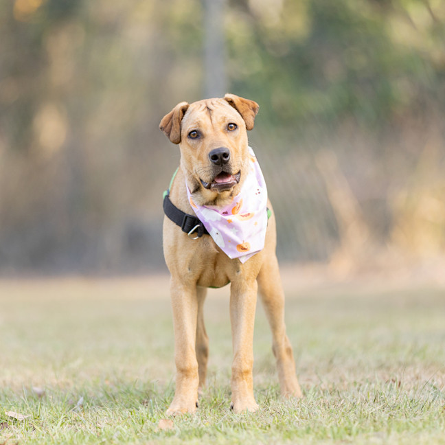 Photo of Pancake