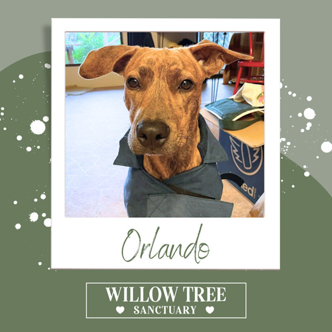 Photo of Orlando