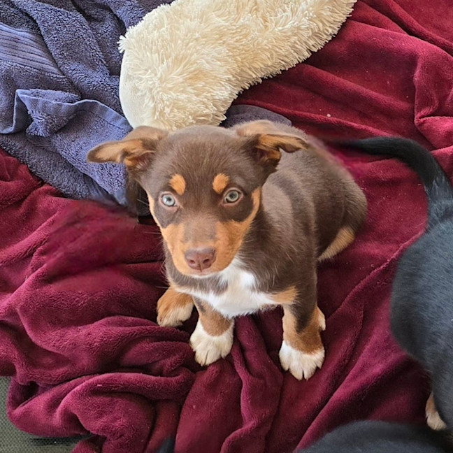 Photo of Baguette
