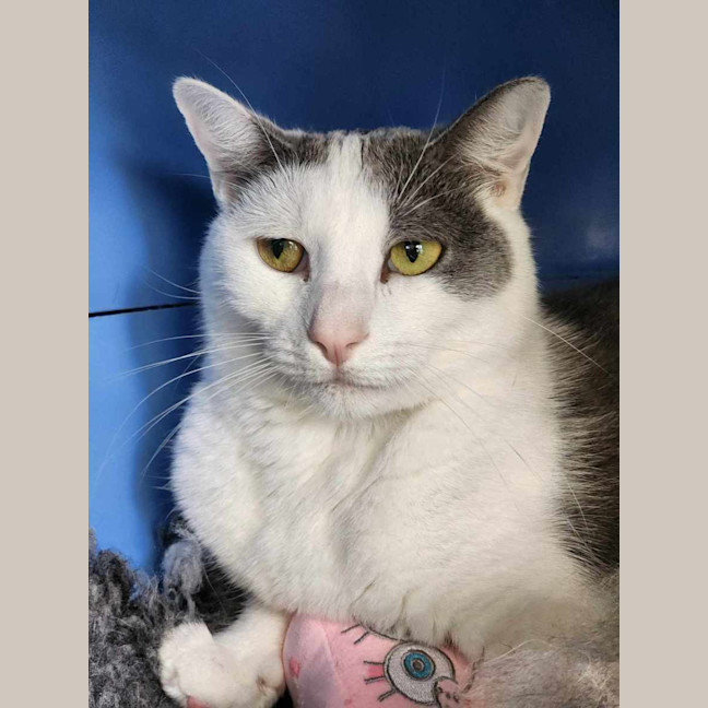 Photo of 🍬 Gretel 5723 🍬