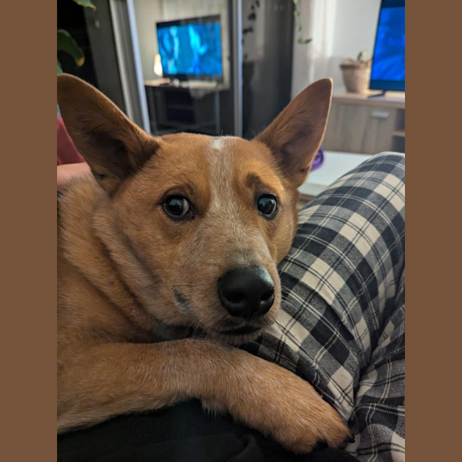 Photo of Cooper