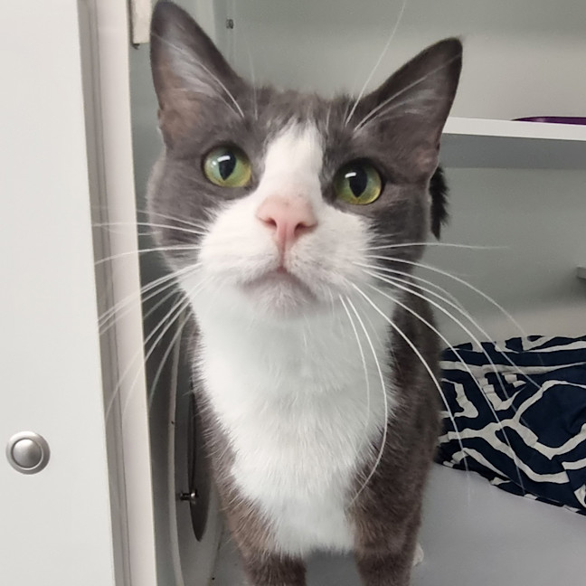 Photo of Chester 
