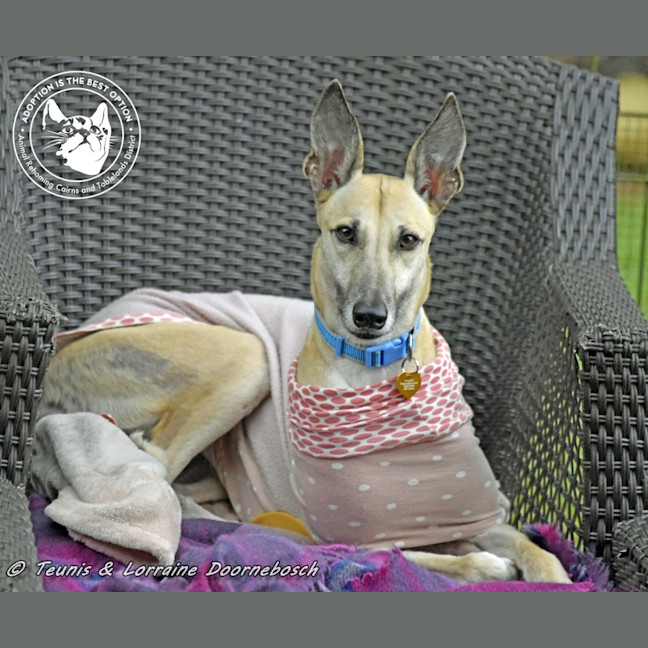 Photo of Marmalade (Harra's Marmalade)