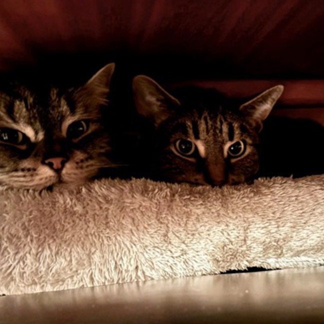 Photo of Bessie & Patch