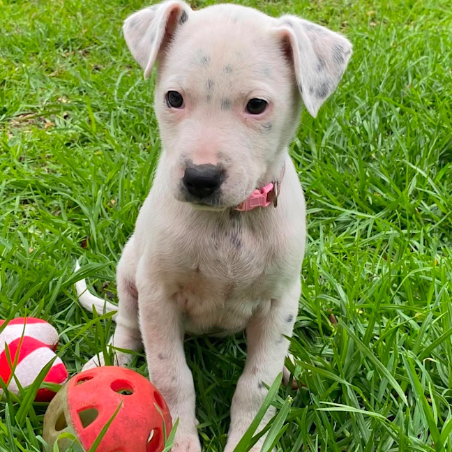 Photo of Stella