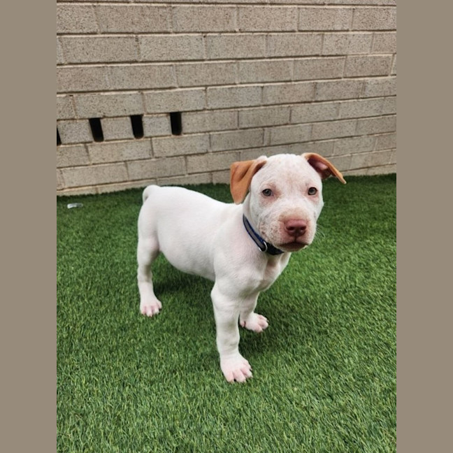 Photo of Marty   8 Week Old Cattle Dog X