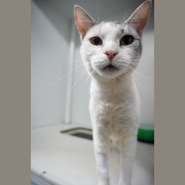 Photo of Taco