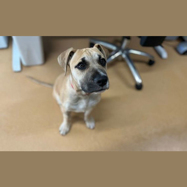 Photo of Buddy