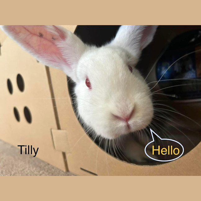 Photo of Milkshake And Tilly