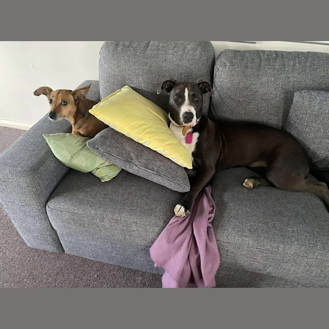 Photo of Sky   14 Month Old Staffy X