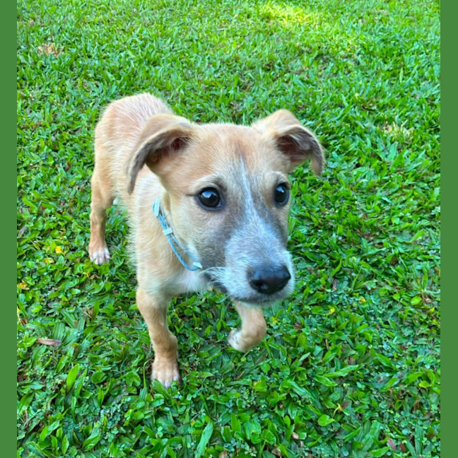 Photo of Scamp