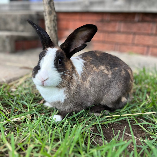 Photo of Summertime (W Rosy)