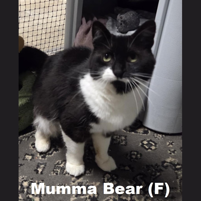 Photo of Mumma Bear