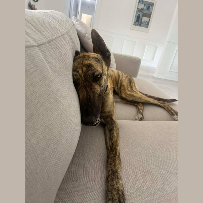 Photo of Alice, The Greyhound