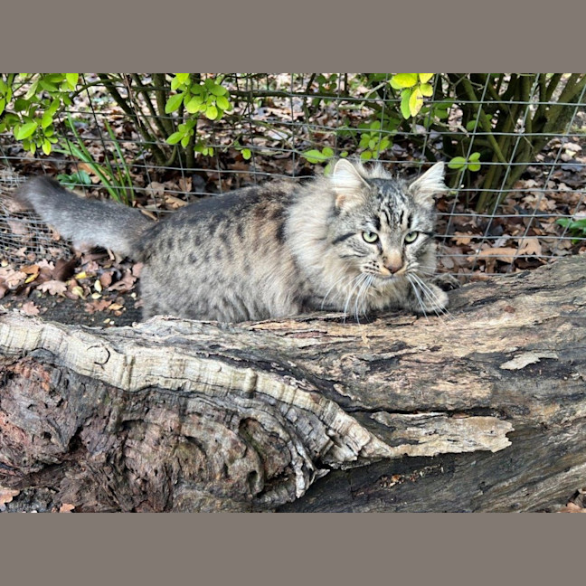 Photo of Aurelian Silvanus