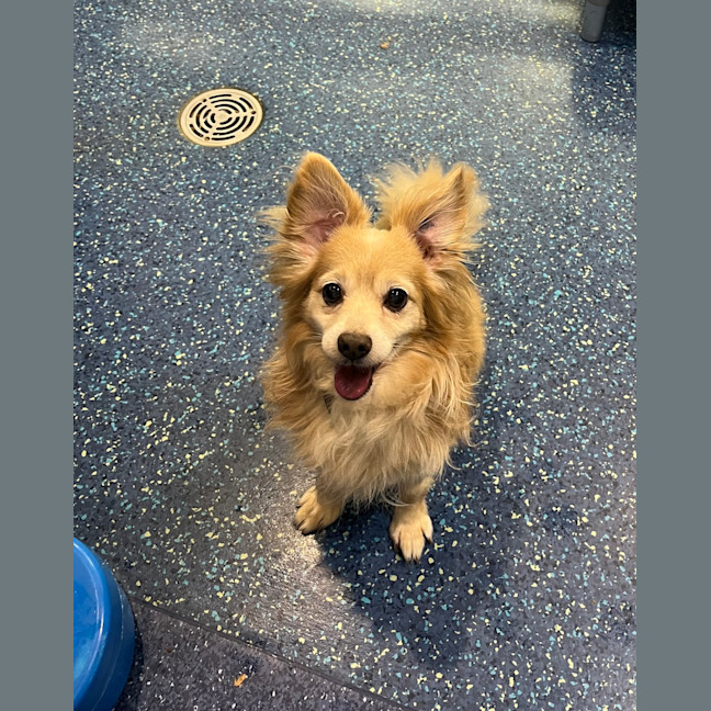 Photo of Frankie