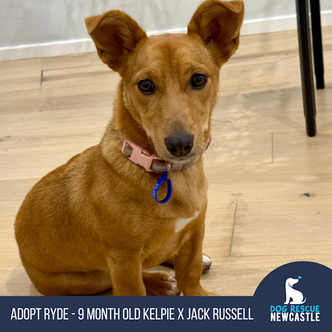 Photo of Honey   9 Month Old Kelpie X Jack Russell 
